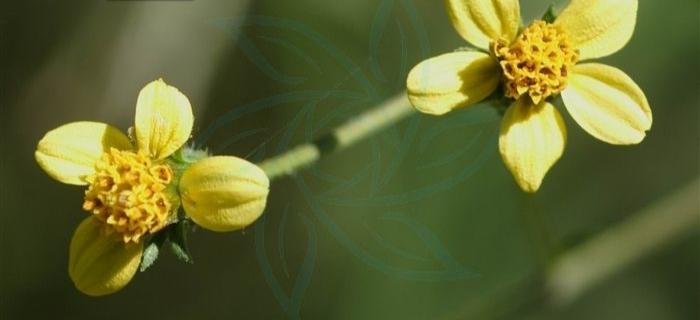 银盘是什么（金盏银盘植物的分布和生长环境）