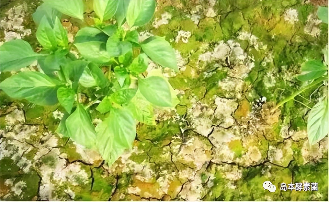 島本酵素生物悶棚奇效顯：滅掉了線(xiàn)蟲(chóng)殺死了病菌，土壤還得到改良