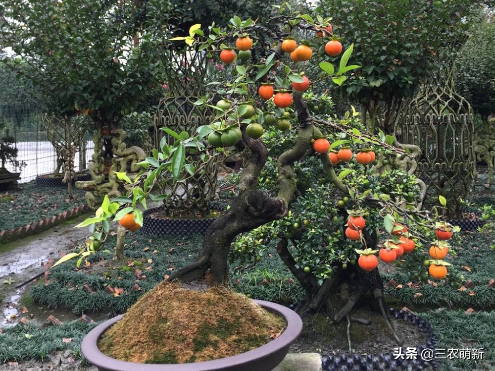 “家中有树，家家都富”，这10种植物寓意吉利，镇宅又旺家