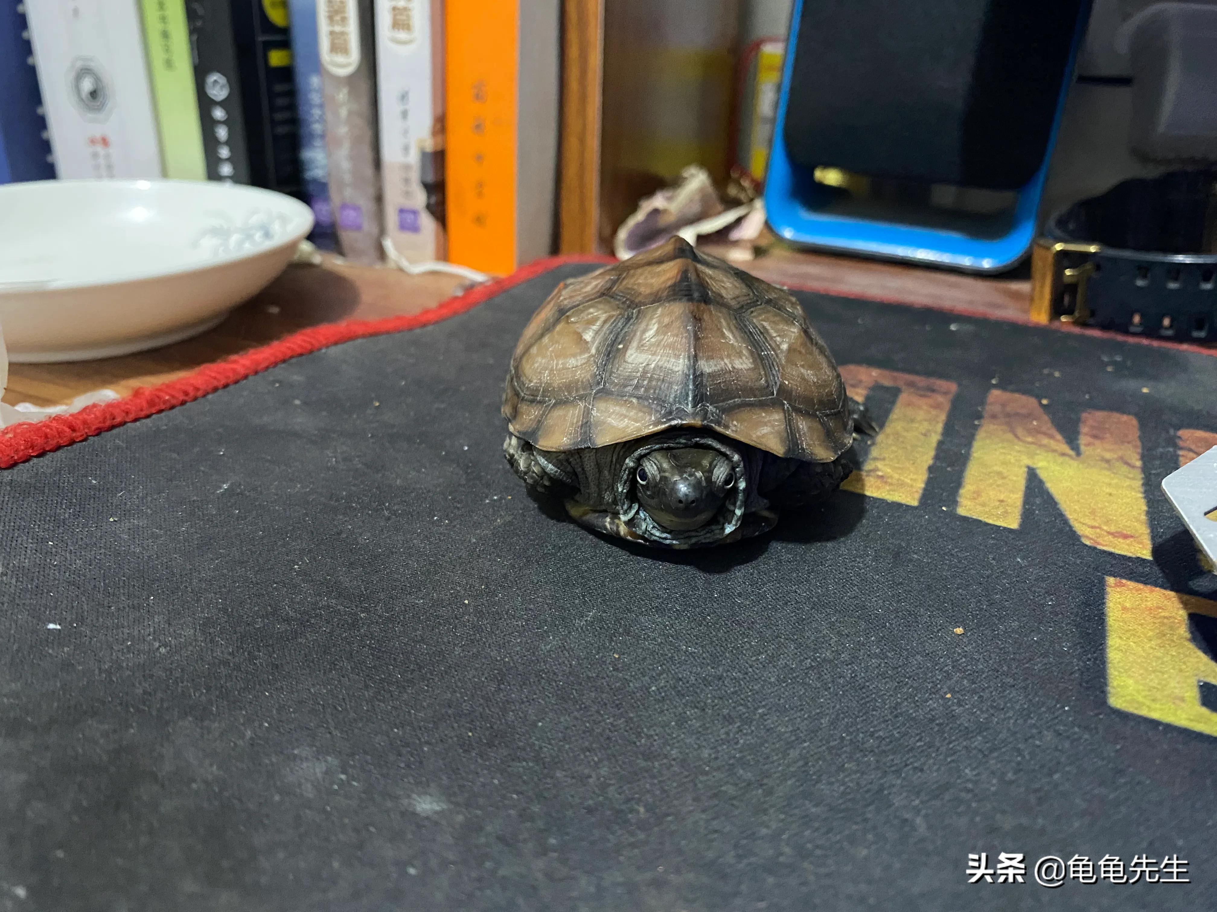 让龟龟适应你并与你互动的方法