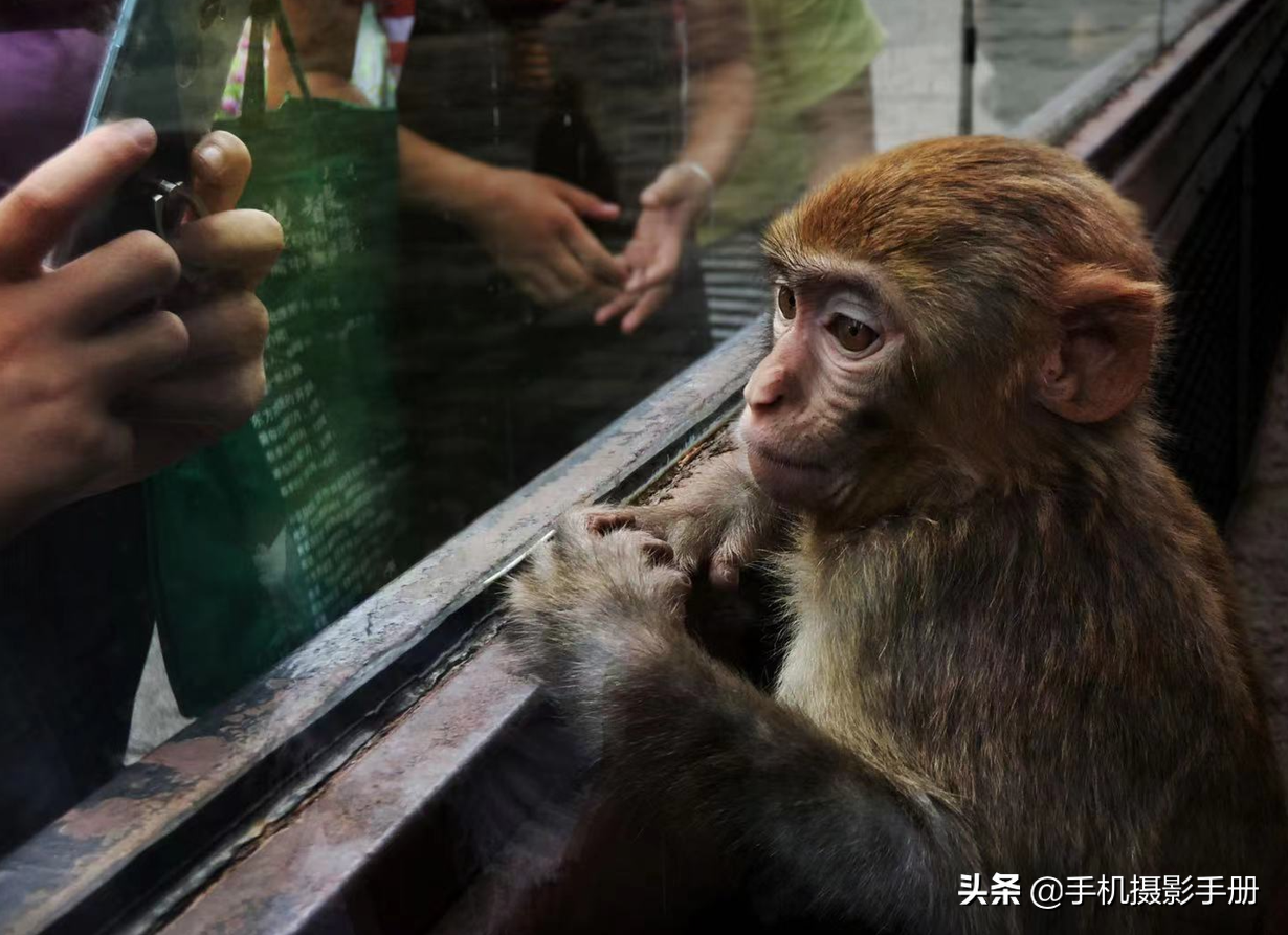 想用手机拍好照片，摄影师总结出12个要领，看看你掌握了几条？