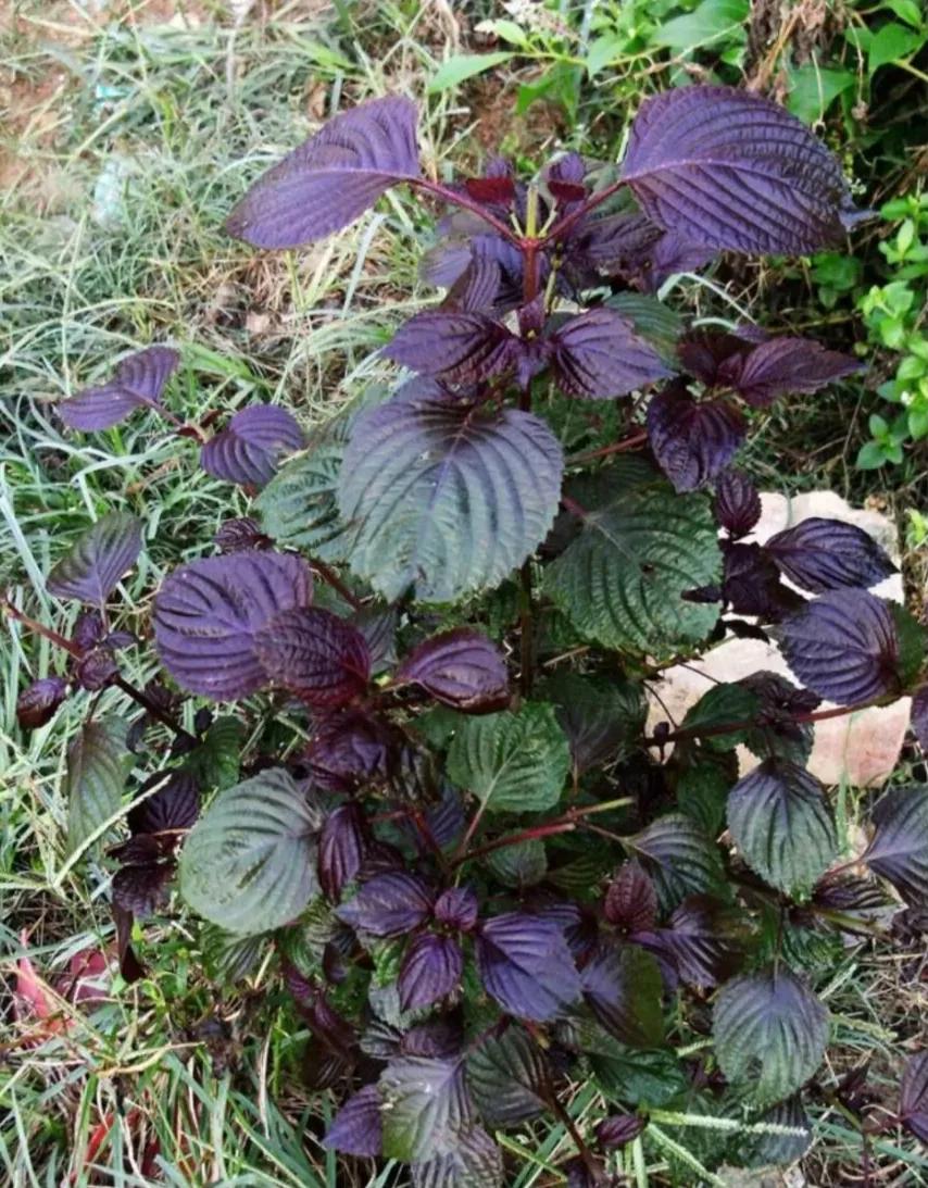 十二种很好的药食同源的植物,很多人不重视,其实在农村很常见