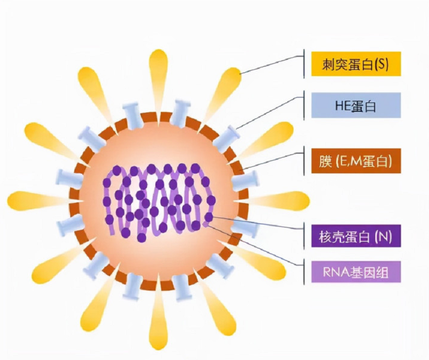 地球上的万物相生相克，为何没听说过病毒的天敌？病毒怕什么？