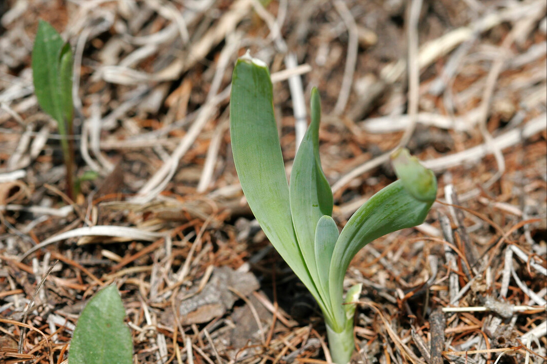 山蒜长什么样子（春天到了30种野菜辨别图片）