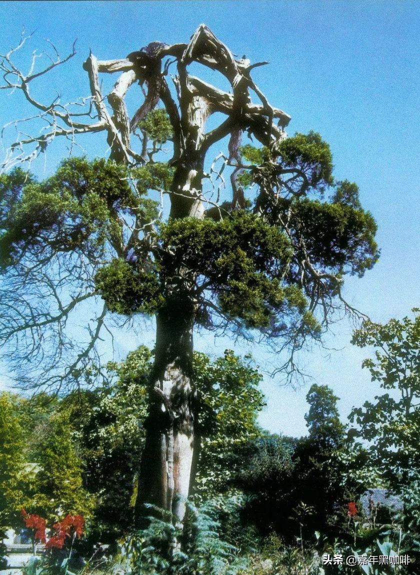 最美大学校园——东南大学