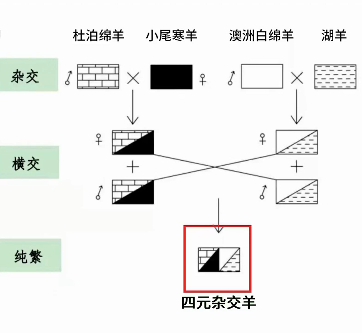 四元杂交经过考察,他发现市场上大多采用二元杂交和三元杂交来培育新