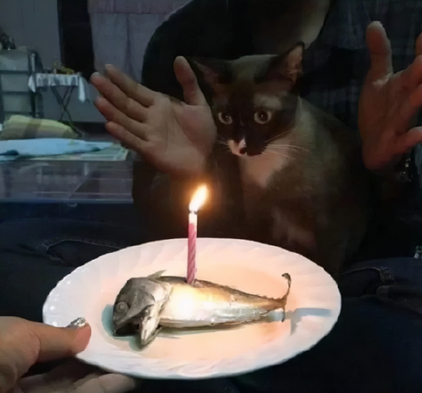 小猫的生日礼物（猫咪过生日送什么礼物）