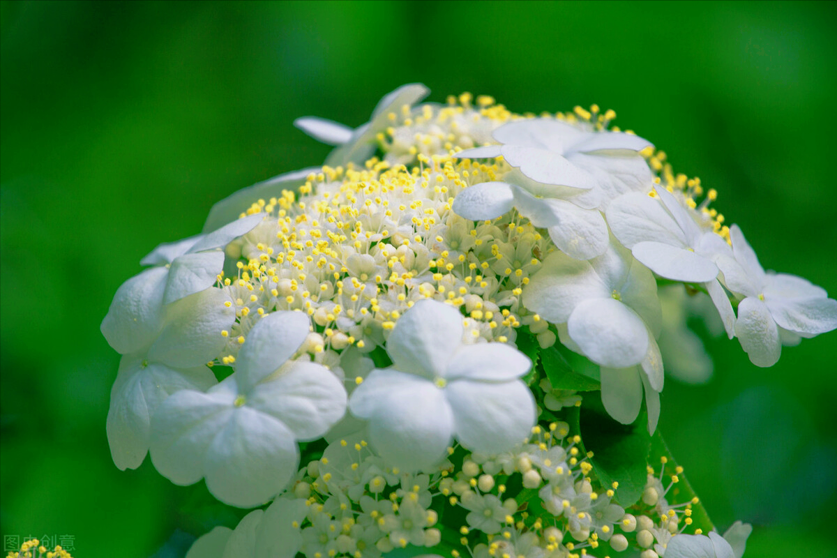 一花一世界，一束花点燃爱，相逢花浪漫情，春花情长，迷人心醉