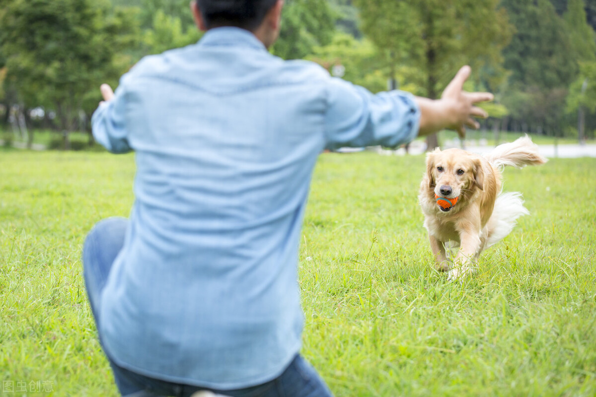 养金毛犬后，生活变化太大了，铲屎官都感叹