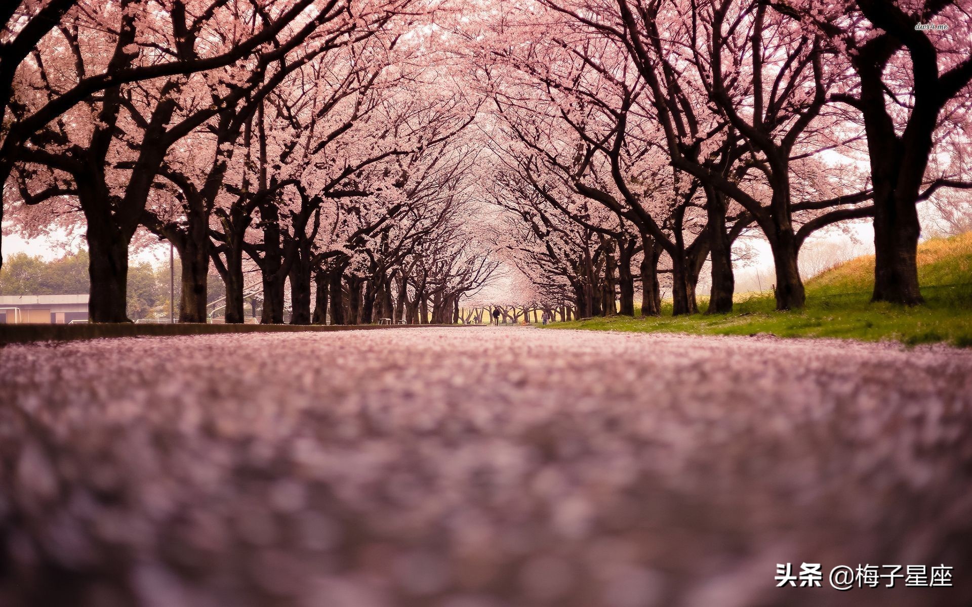 意志坚强的星座意志力坚强的星座