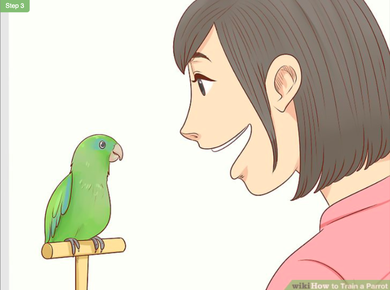 如何教鹦鹉说话