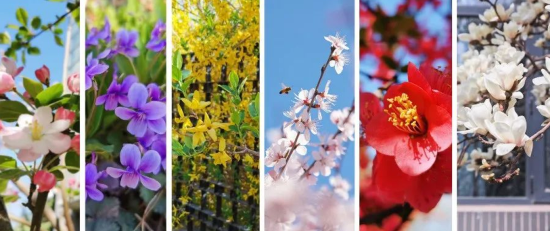 为什么可以报考河北师范大学？