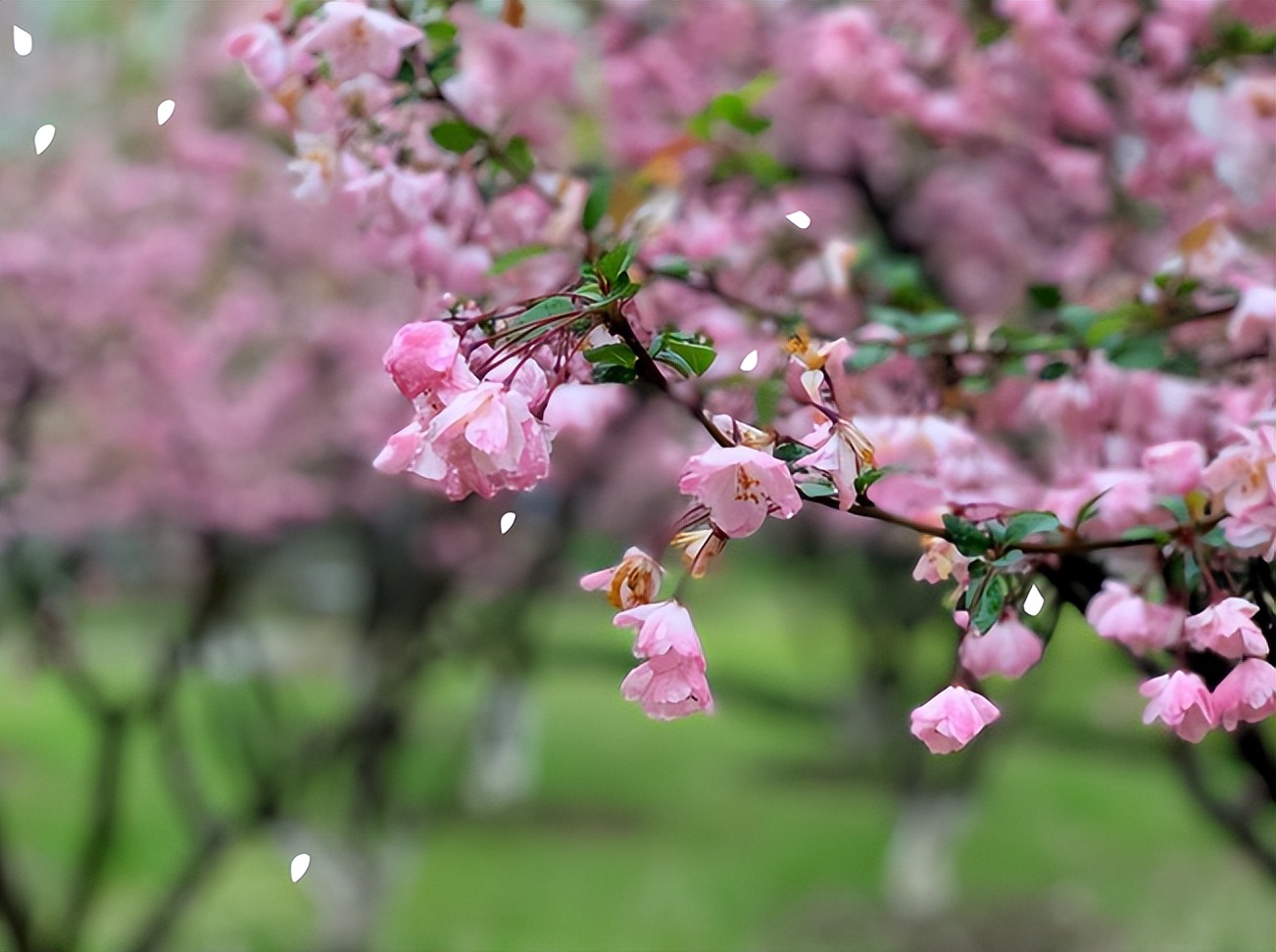 「诗词鉴赏」春日正好，春花烂漫，在古诗词里寻找最美的春日