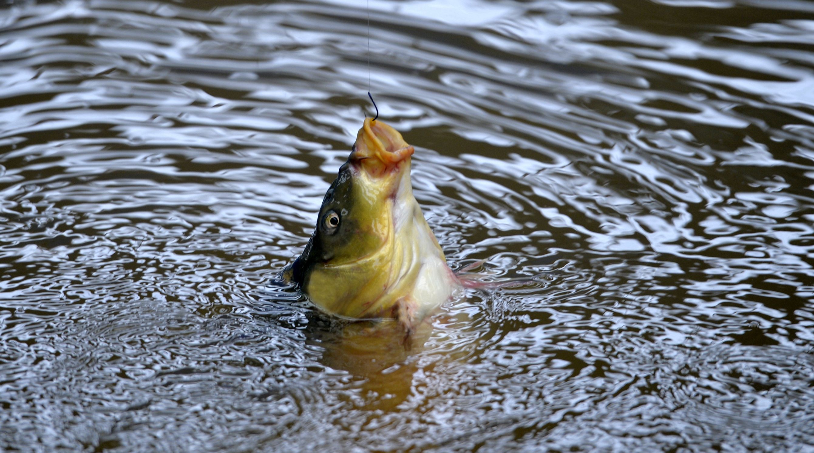 钓鱼谚语：钓到大鱼不心慌，放线遛鱼别紧张。独钓寒江雪