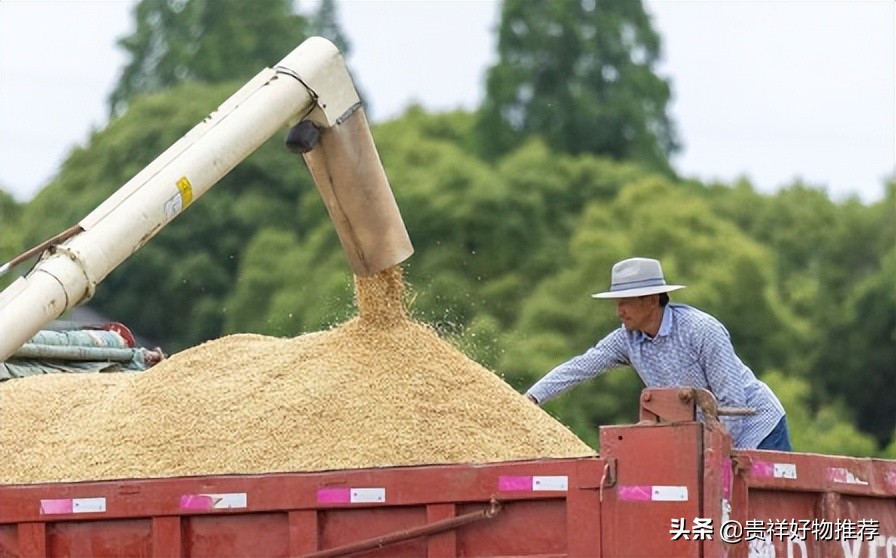 2022糧食補(bǔ)貼多少錢一畝？2022糧食補(bǔ)貼什么時候發(fā)放？