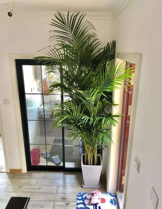 客厅养花“讲究大”，别随便，这6种，贵气不俗，养人旺家