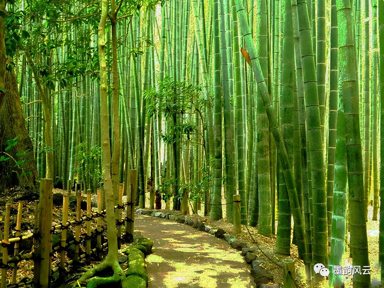 枝叶婆娑奏妙音，顶天立地尚虚心。藤县新庆诗社，书协，竹专题