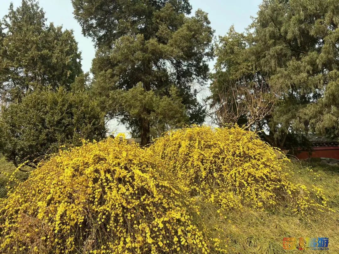 北海公园桃花映白塔，迷人春景已上线！