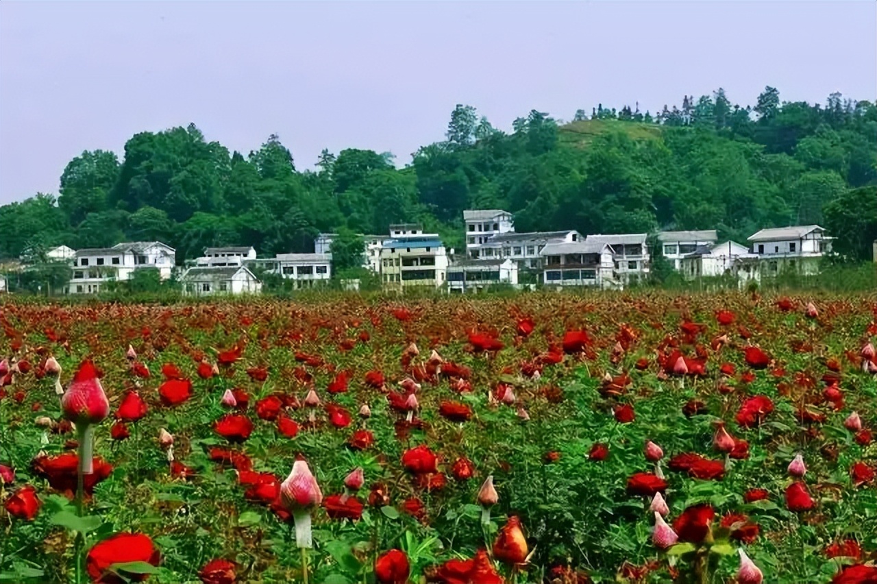 2000年她开赌场赚千万、包养16个男友，谁是重庆黑老大背后的人？