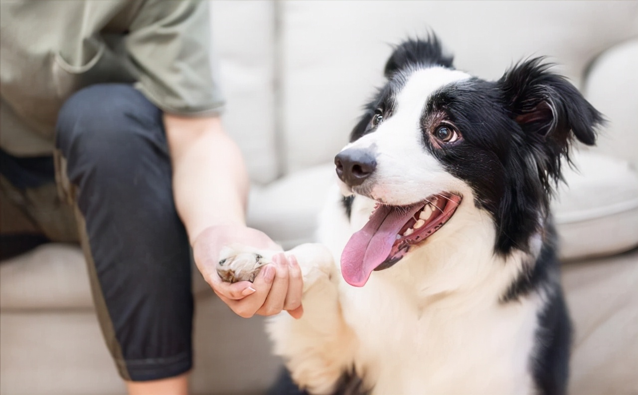 边境牧羊犬吃什么狗粮比较好（边牧最爱的5样有营养的东西）