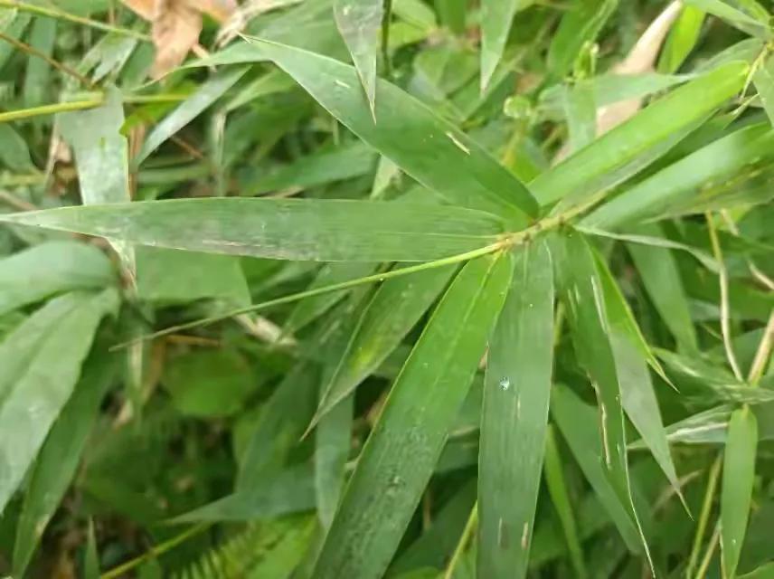 竹葉心煮水喝的功效,竹葉心是什麼竹