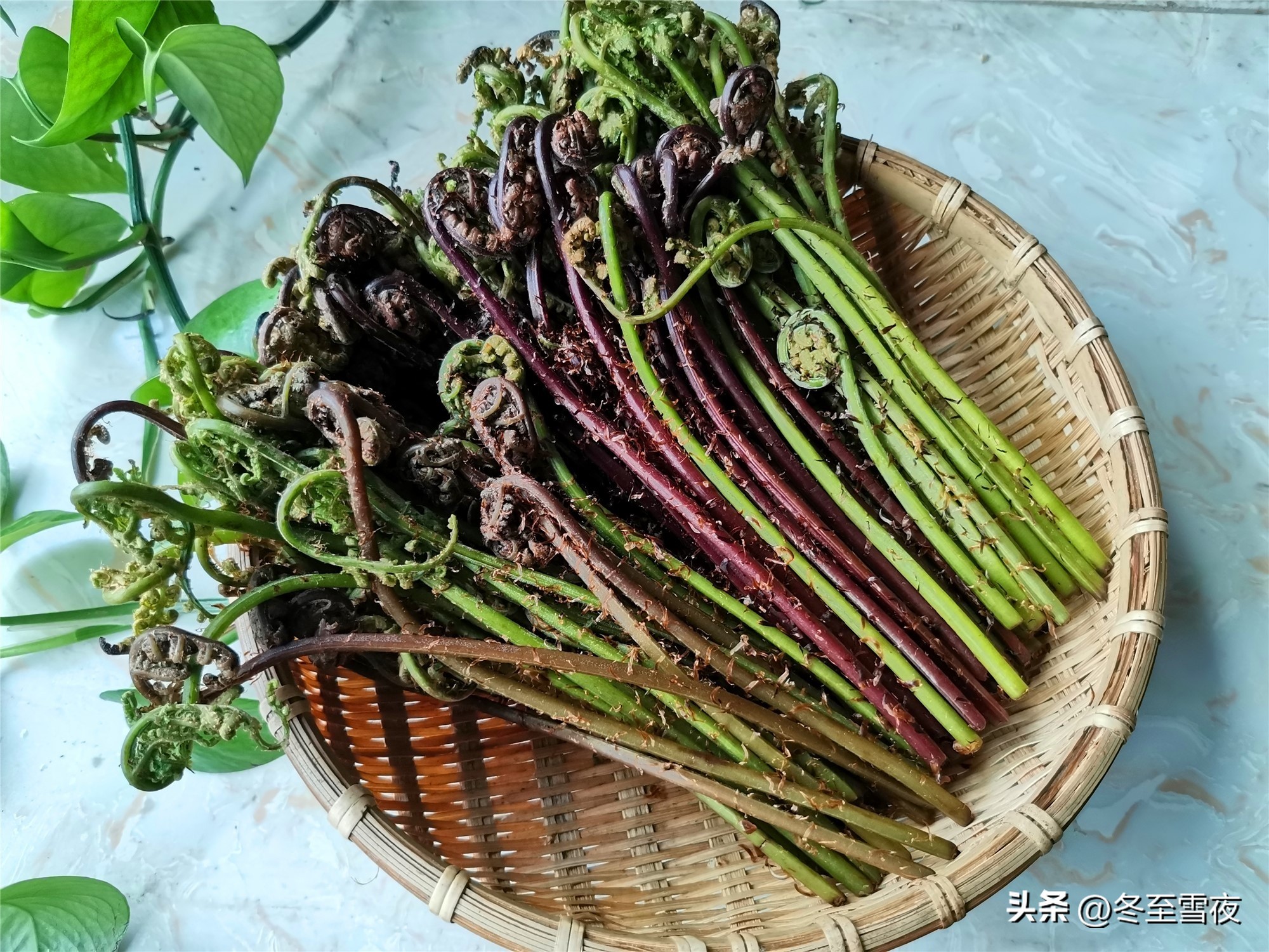 沟边河岸草地,生长着一种山野菜,长满黄褐色绒毛,像猴子腿,所以这种