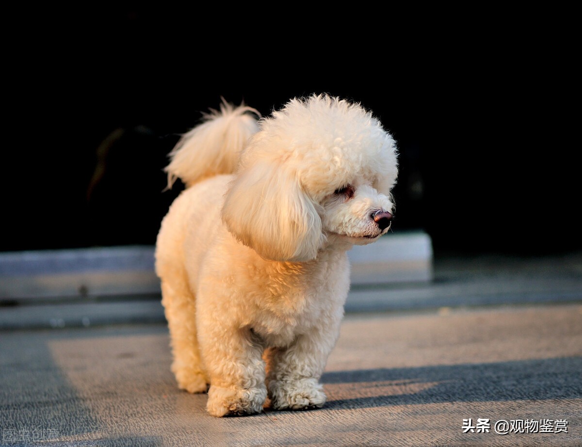迷你贵宾犬和标准贵宾犬（泰迪犬种分类的方法）