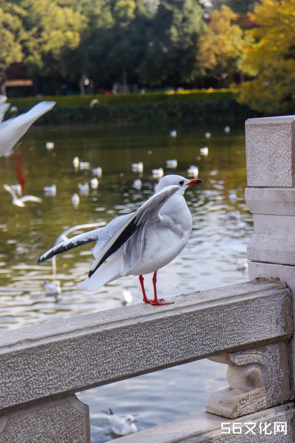 翠湖公園海鷗優美句子