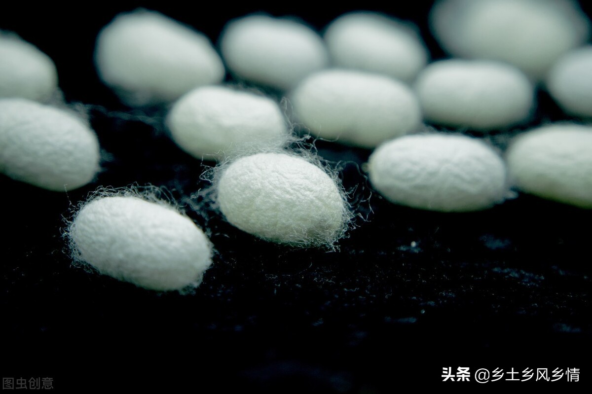 蚕的生长过程图片大全（刷新你对蚕的认知）