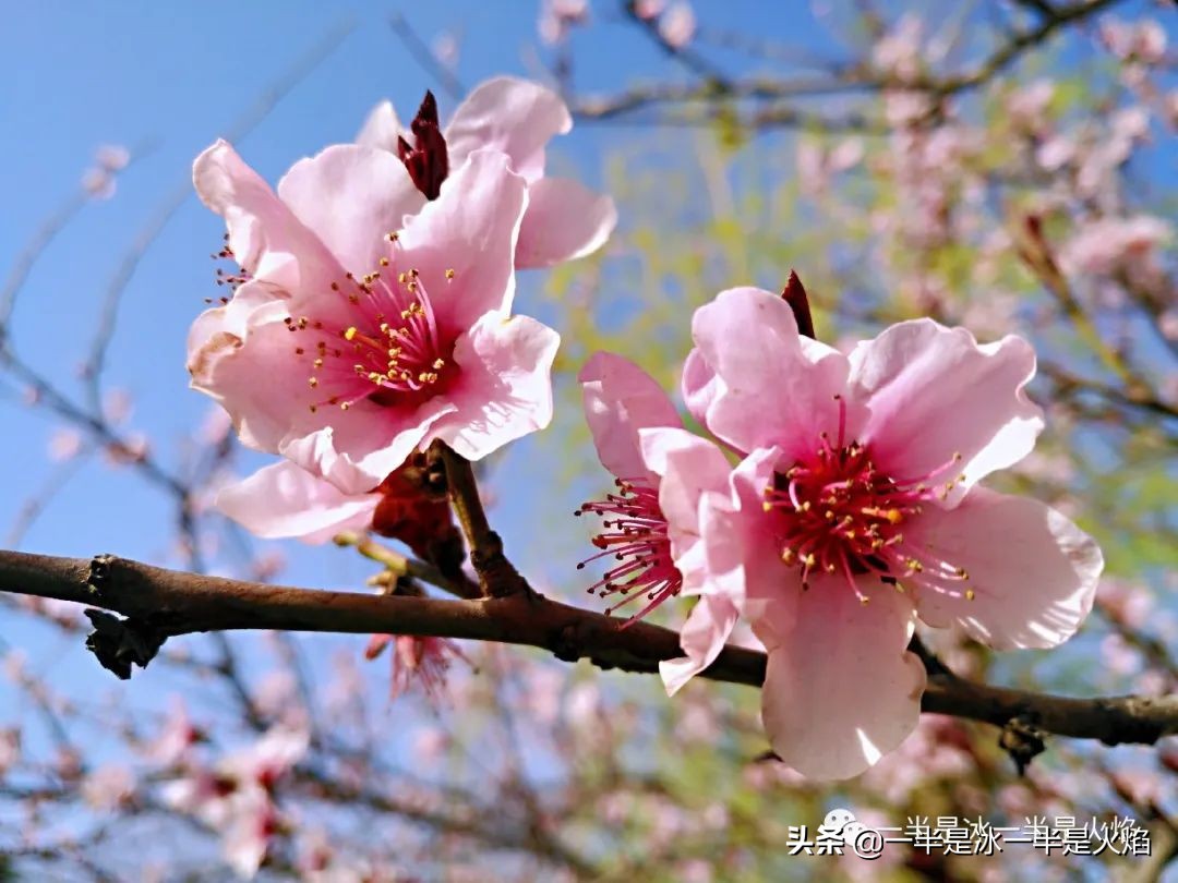 随笔:人间三月桃花开