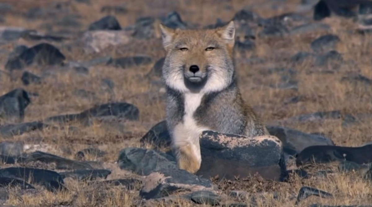新疆发现奇怪的狐狸,端坐在地上,眯着眼看人,敦厚中带点狡黠