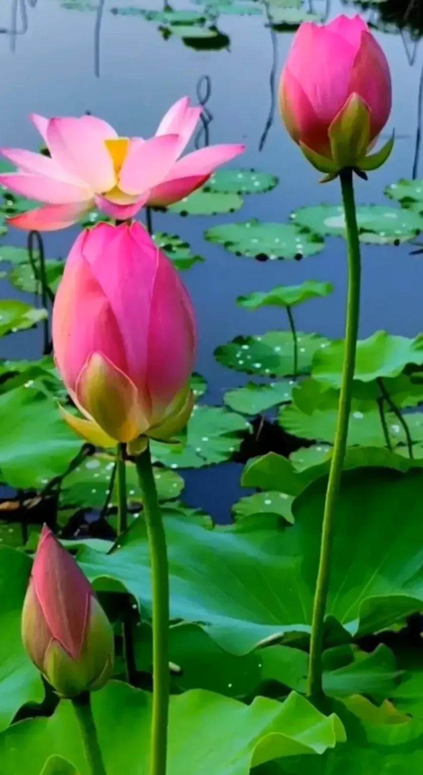 最美莲花图片(鲜花美图) - 赤虎壹号