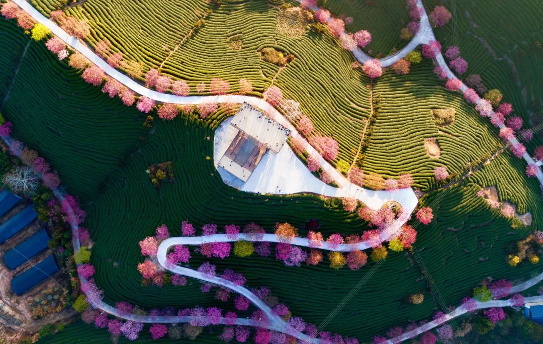 陌上花开春正美，跟着赏花地图“趣”打卡！