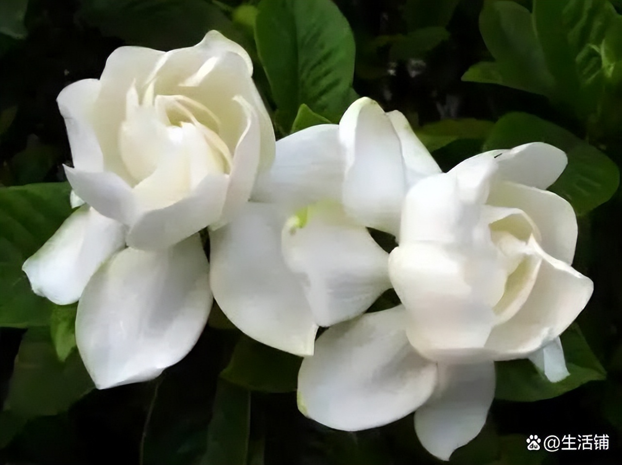 栀子花耐寒最低温度（栀子花的养殖方法和注意事项）