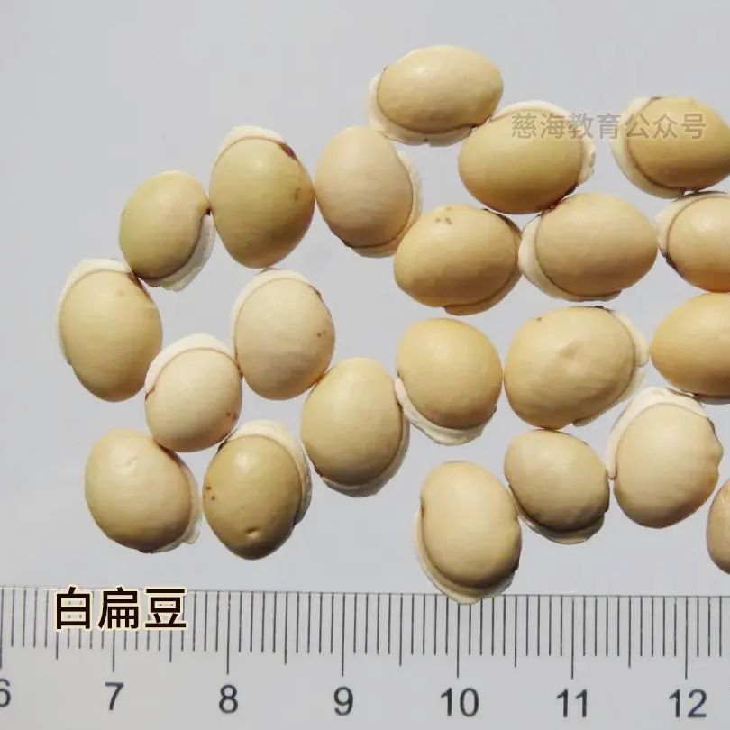 炒白扁豆的功效和作用（中药白扁豆的具体功能介绍）