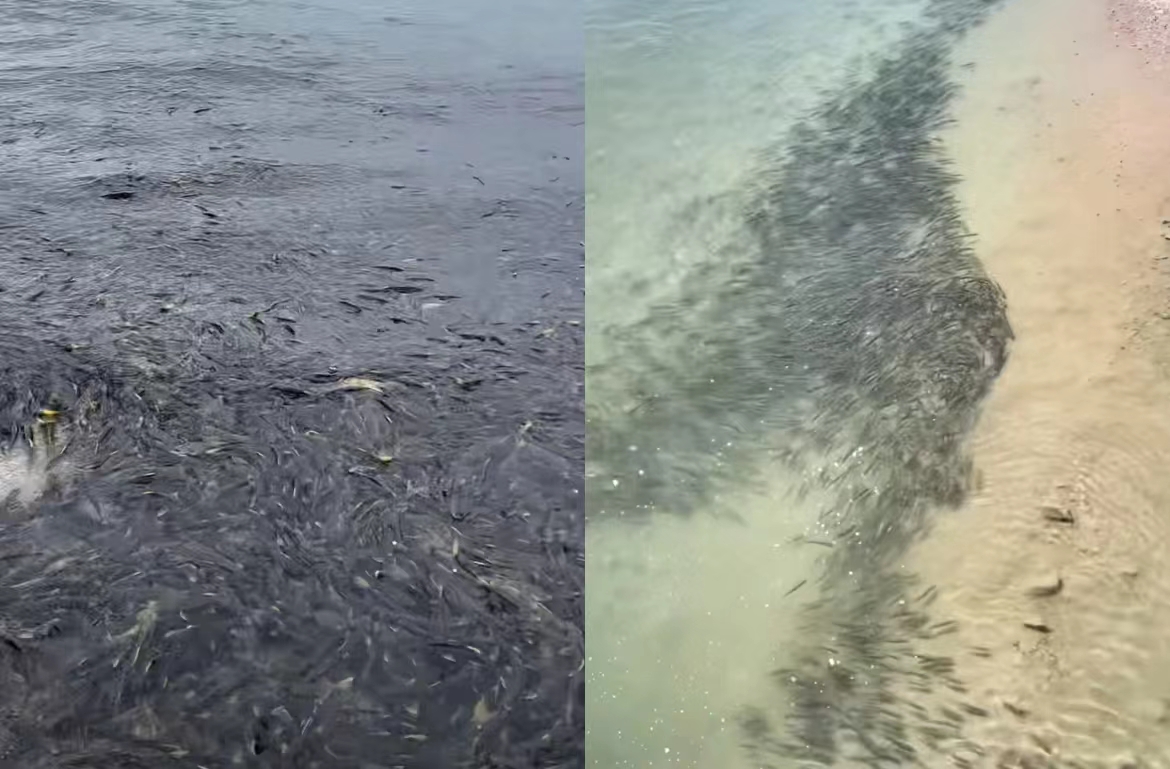 青海湖的困局：洄游鱼群大量涌现，“老土著”湟鱼陷入危机？