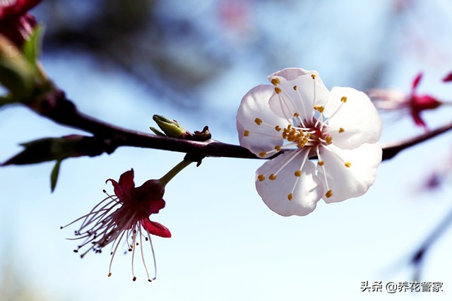 杏花几月开花（杏花微雨惊艳了江南的三月天）