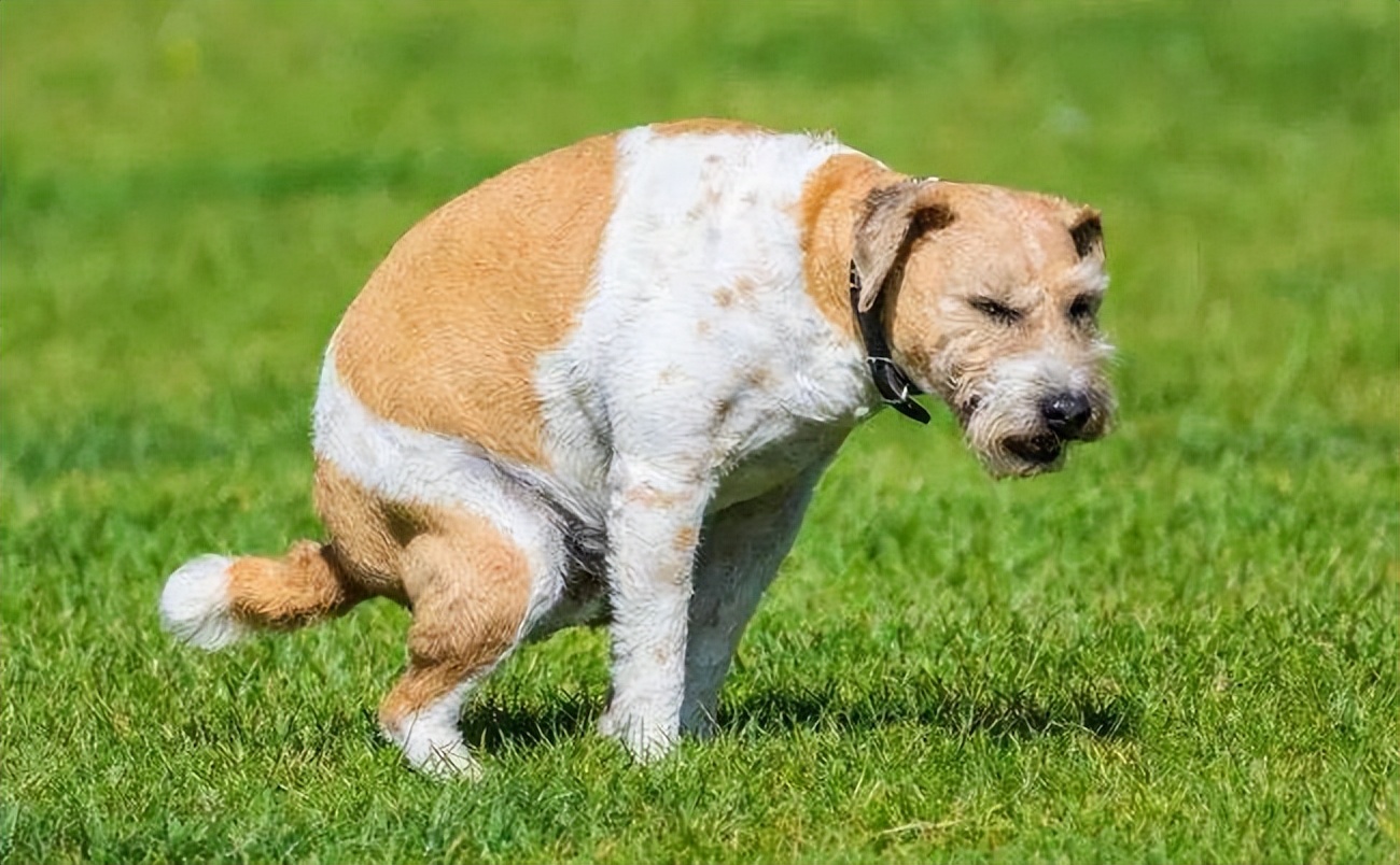 8種幼犬常見的疾病,你知道幾個?