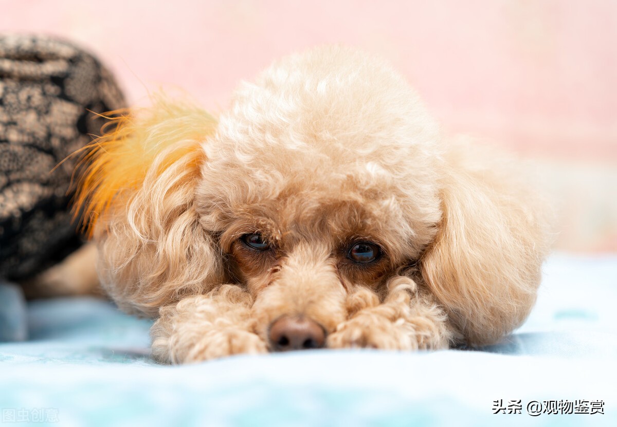 迷你贵宾犬和标准贵宾犬（泰迪犬种分类的方法）