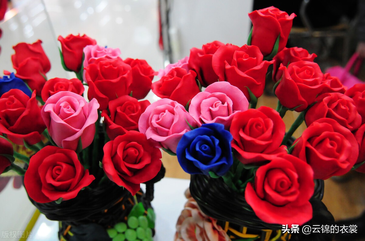 老婆过生日送几朵玫瑰花（昨晚我送了她玫瑰花）