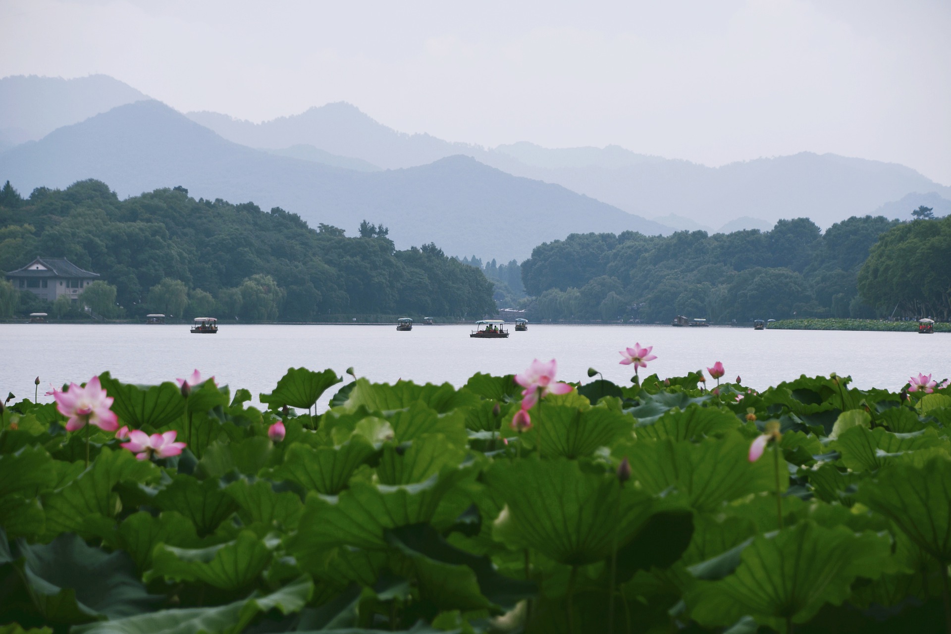 东栏梨花骨科图片