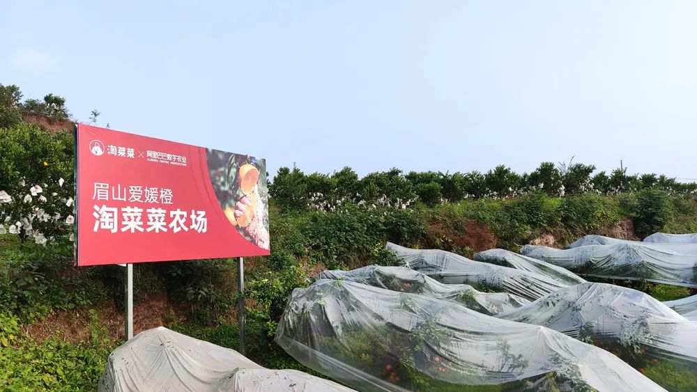 不一样的阿里淘菜菜
