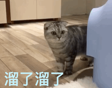 12星座都适合养什么猫？快来围观