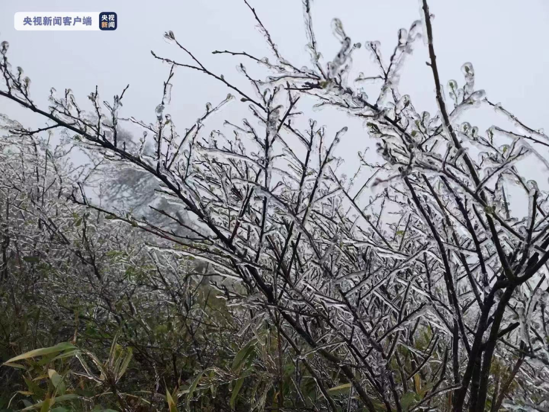 寒潮突袭！这里下雪了