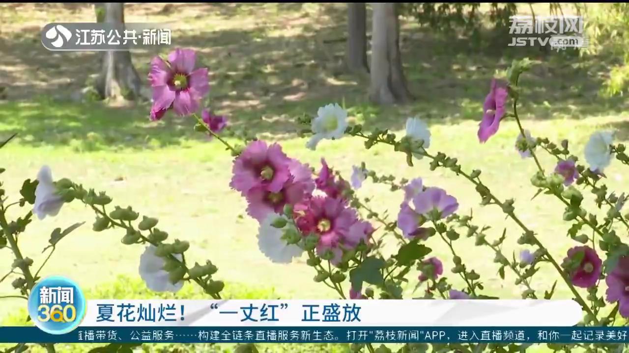 夏花灿烂！&ldquo;一丈红&rdquo;抢眼怒放