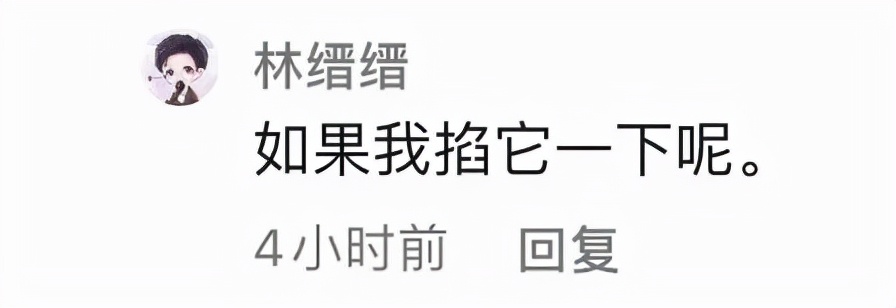 小猫的生日礼物（猫咪过生日送什么礼物）