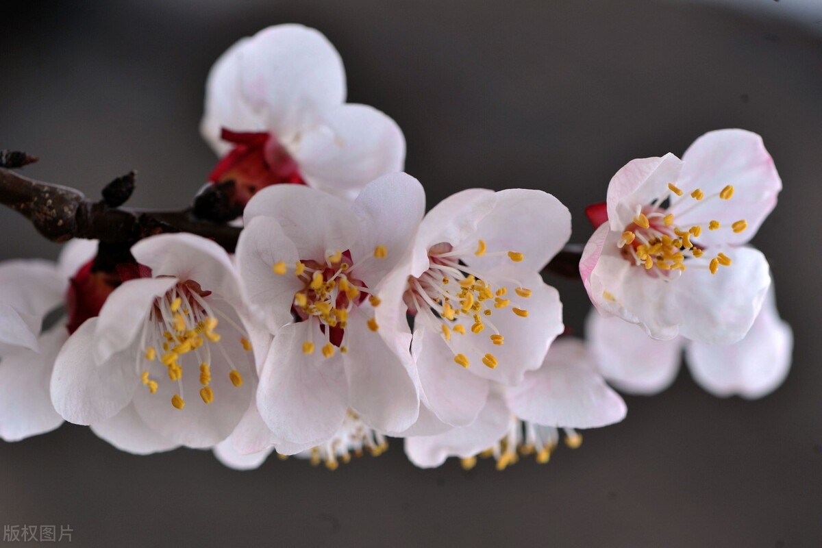 车窗上开了花，我心里开了花