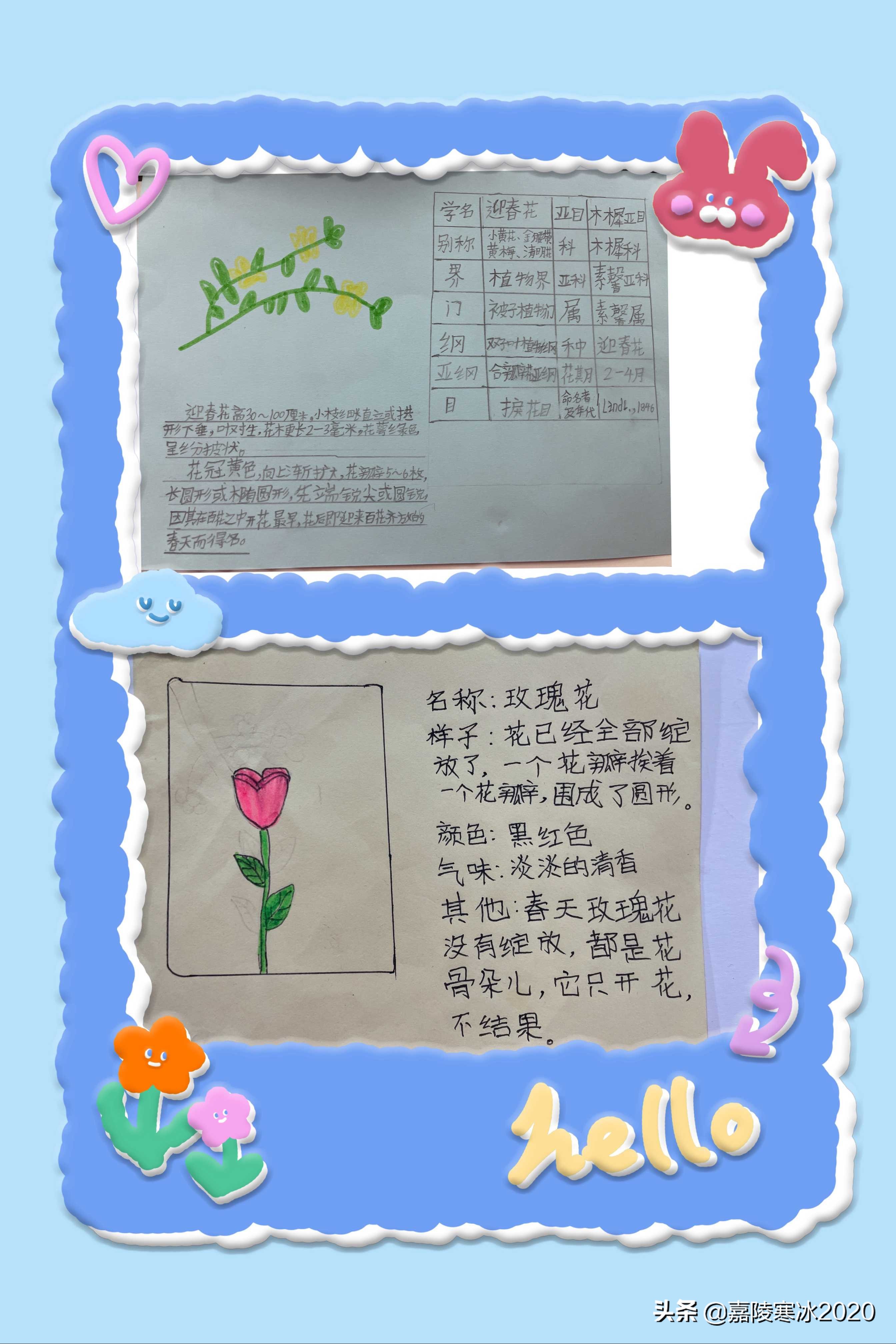制作《植物记录卡》，见证课后服务班级个性化活动