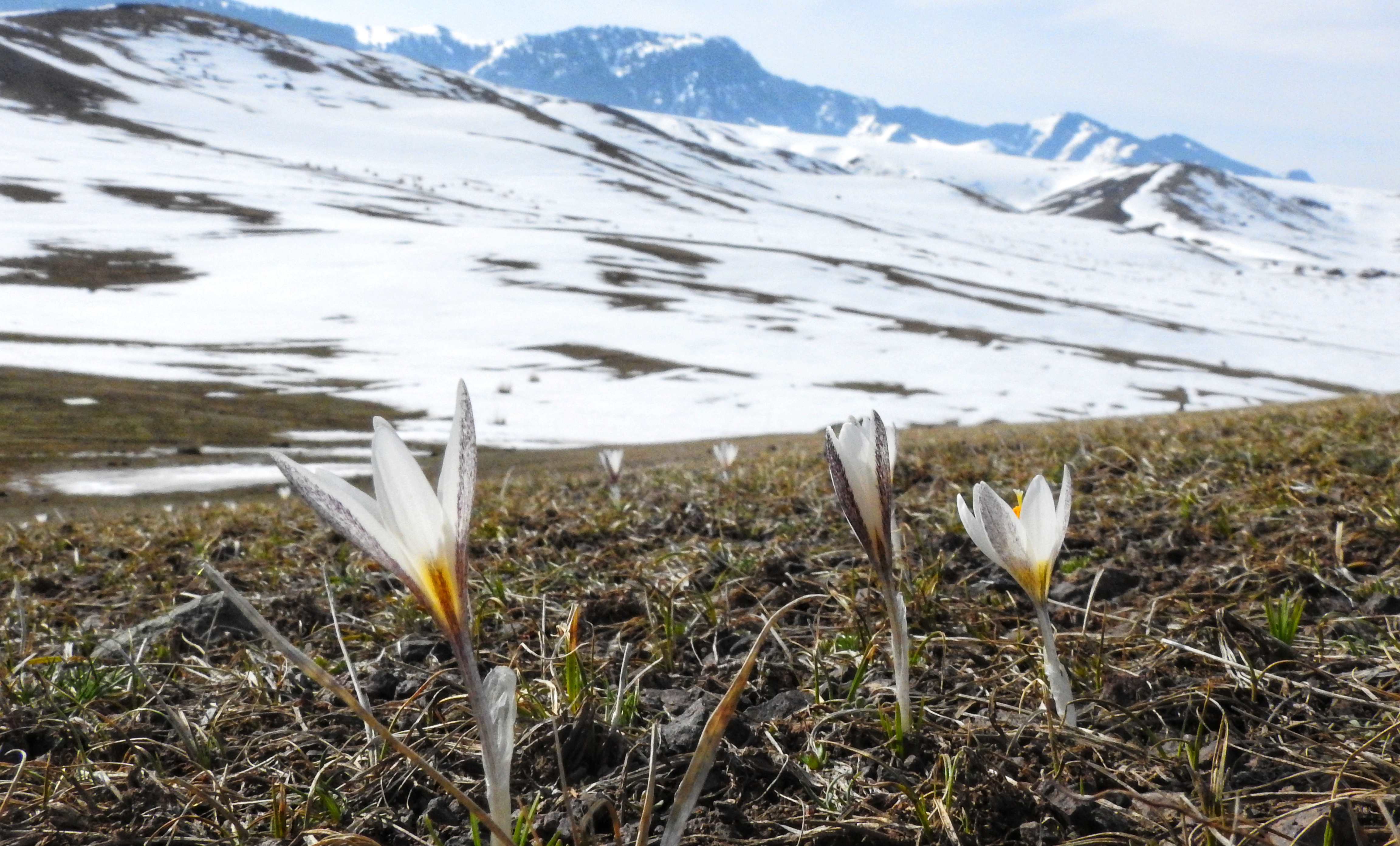 今年的顶冰花最早在伊昭公路两旁和距离察布查尔县加