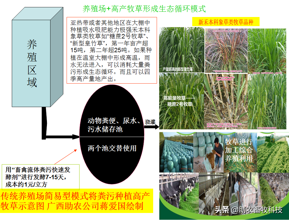 牧草发酵后养猪没想到能省这么多！省钱又环保，附带牧草发酵技术